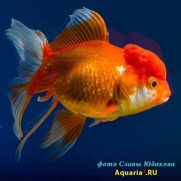 Оранда Краснобелая (Carassius Auratus)