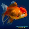 Оранда Краснобелая (Carassius Auratus)