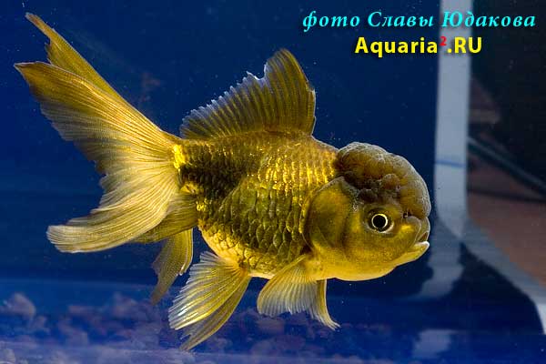 Оранда Коричневая (Carassius Auratus)