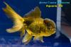Оранда Коричневая (Carassius Auratus)