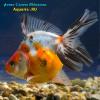 Риукин Ситцевый (Carassius Auratus)