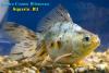 Риукин Ситцевый (Carassius Auratus)
