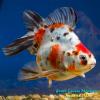 Риукин Ситцевый (Carassius Auratus)