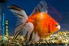 Риукин Ситцевый (Carassius Auratus)