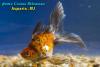 Риукин Ситцевый (Carassius Auratus)