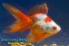 Риукин Краснобелый (Carassius Auratus)