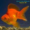 Риукин Красный (Carassius Auratus)