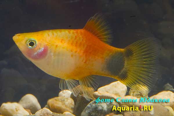 Пецилия Микки Маус (Xiphophorus maculatus Mickey Mouse)