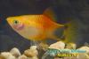 Пецилия Микки Маус (Xiphophorus maculatus Mickey Mouse)