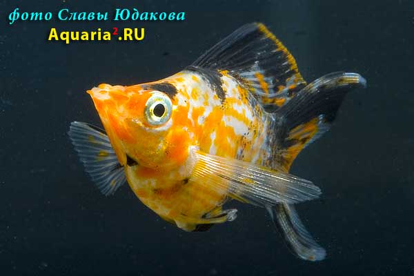 Велифера, дисковая форма (Poecilia velifera)