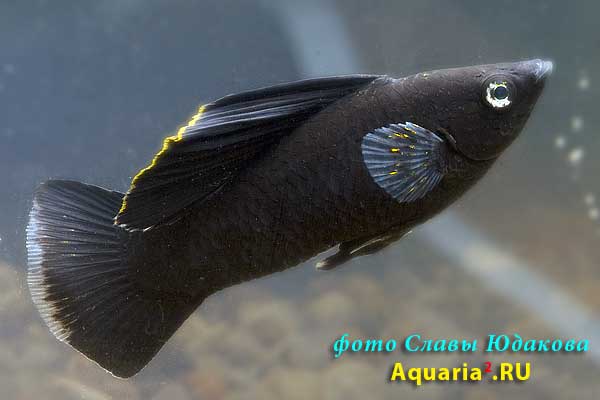 Моллинезия чёрная парусная Велифера (Poecilia velifera Black Sailfin)