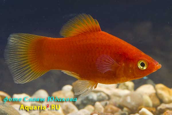 Пецилия красная (Xiphophorus maculatus), самец