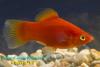 Пецилия красная (Xiphophorus maculatus), самец