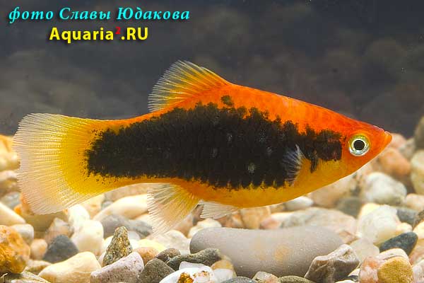 Пецилия красный смокинг (Xiphophorus maculatus Red Tuxedo)