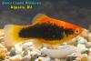 Пецилия красный смокинг (Xiphophorus maculatus Red Tuxedo)
