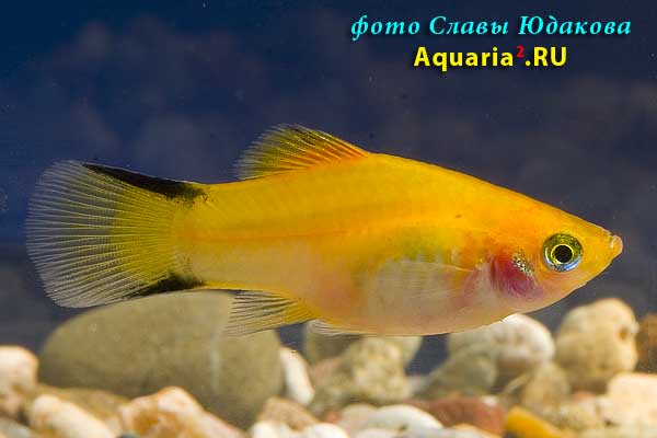 Пецилия золотая с черными полосками на хвосте (Xiphophorus maculatus Neon Gold Twin Bar )