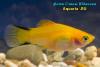 Пецилия золотая с черными полосками на хвосте (Xiphophorus maculatus Neon Gold Twin Bar )