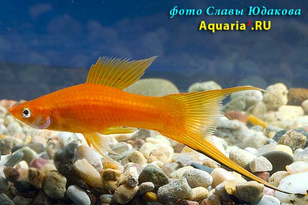Меченосец красный, вильчатый (Xiphophorus helleri), самец