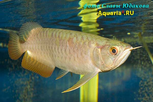 Азиатская арована, Scleropages formosus