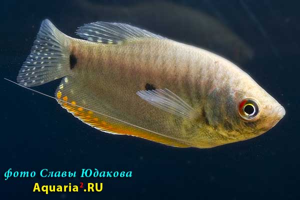 Гурами, гибрид голубой и золотистой форм (Trichogaster trichopterus)