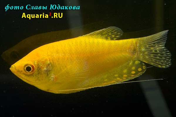 Гурами голубой, золотистая форма (Тrichogaster trichopterus), самка