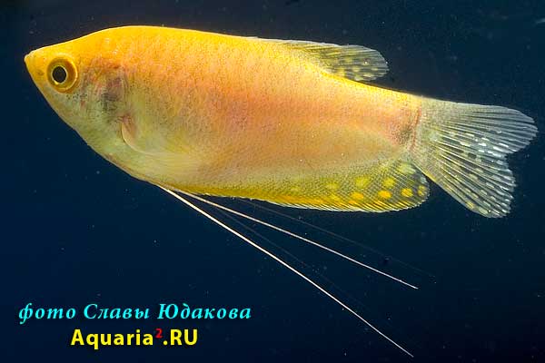 Гурами голубой, золотистая форма (Тrichogaster trichopterus), самка