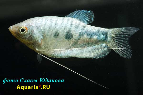 Гурами голубой (Trichogaster trichopterus), самка
