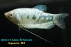Гурами голубой (Trichogaster trichopterus), самка