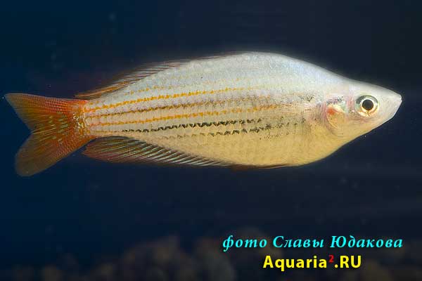 Радужница краснохвостая, цв. форма (Melanotaenia splendida australis)