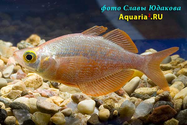 Глоссолепис (Glossolepis incisus), самец