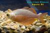 Глоссолепис (Glossolepis incisus), самец