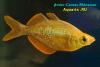 Глоссолепис (Glossolepis incisus), самец