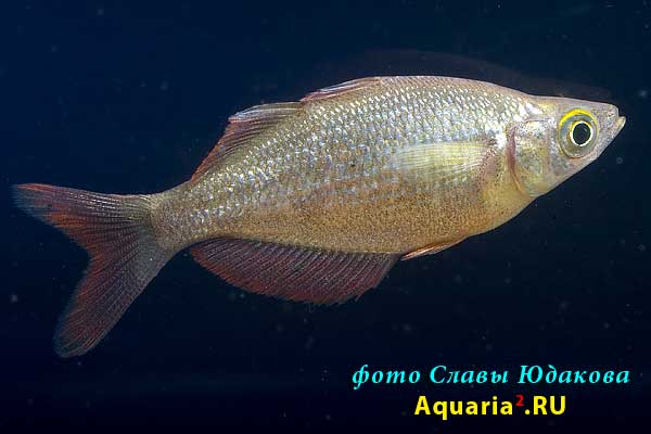 Глоссолепис (Glossolepis incisus), самка