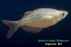 Глоссолепис (Glossolepis incisus), самка