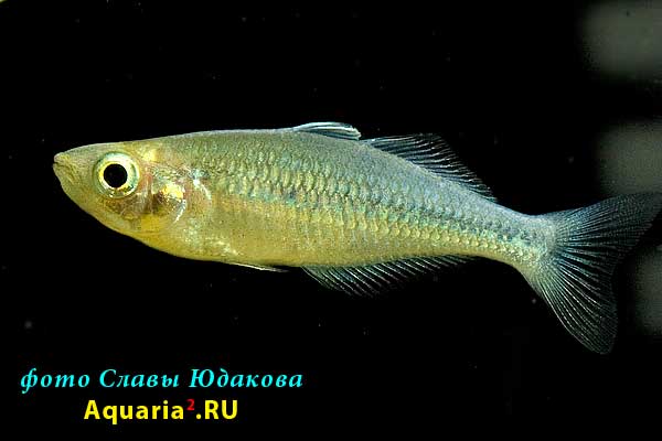 Радужница Бирюзовая самка (Melanotaenia lacustris Lake Kutubu)