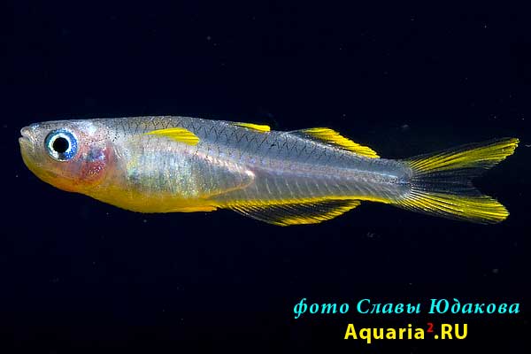Вильчатохвостая синеглазка (Pseudomugil furcatus / Popondetta furcata)