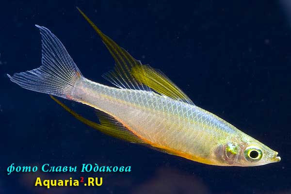 Ириатерина (Iriatherina werneri), самец