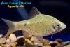 Барбус Огненный (Puntius Conchonius Rosy Barb)