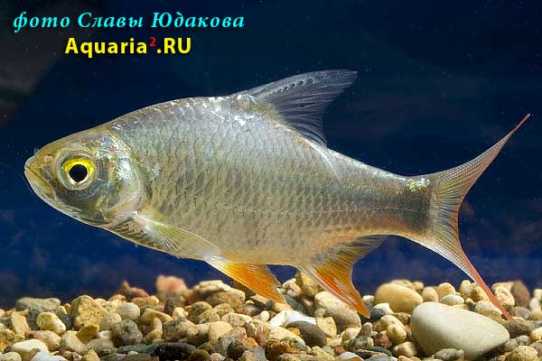 Барбус лещевый (Barbus schwanefeldi)