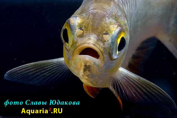 Барбус лещевый (Barbus schwanefeldi)