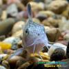Сомик леопардовый (Corydoras trilineatus)
