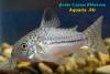 Сомик леопардовый (Corydoras trilineatus)