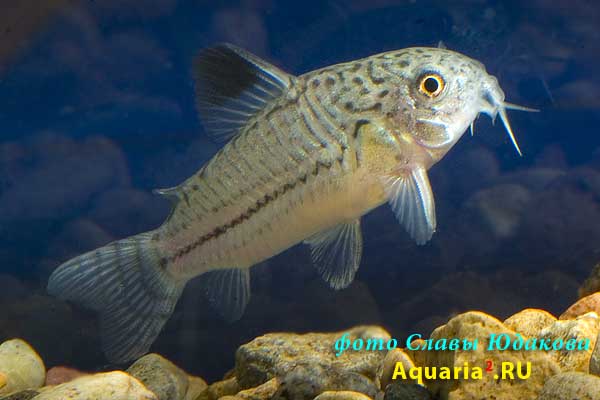 Сомик леопардовый (Corydoras trilineatus)
