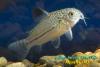 Сомик леопардовый (Corydoras trilineatus)