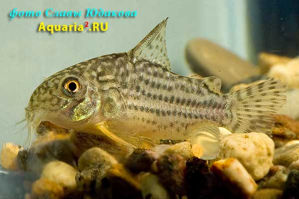 Коридорас Штербы (Corydoras sterbai)