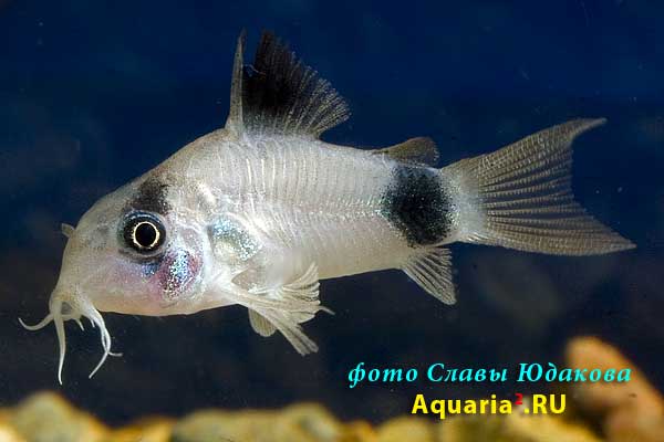 Коридорас панда (Corydoras panda)