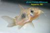 Сомик золотистый (Corydoras aeneus)