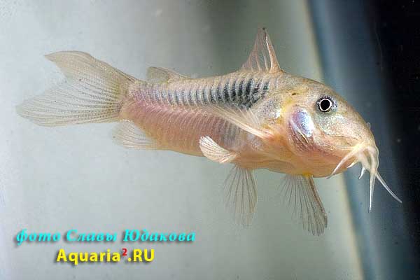 Сомик золотистый (Corydoras aeneus)