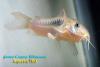 Сомик золотистый (Corydoras aeneus)