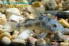 Крапчатый сомик (Corydoras paleatus)